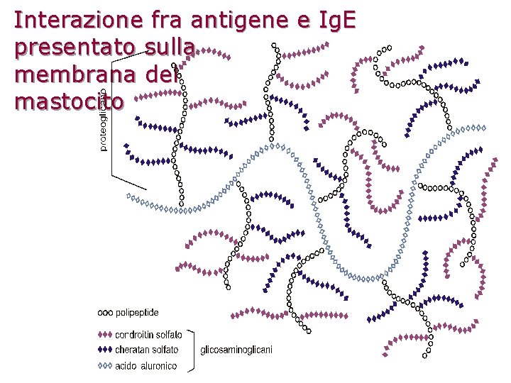 Interazione fra antigene e Ig. E presentato sulla membrana del mastocito 