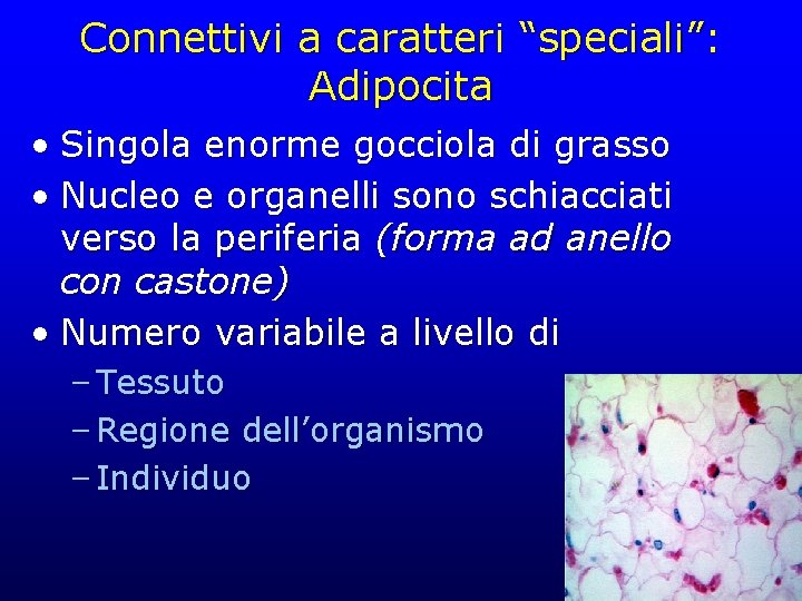 Connettivi a caratteri “speciali”: Adipocita • Singola enorme gocciola di grasso • Nucleo e