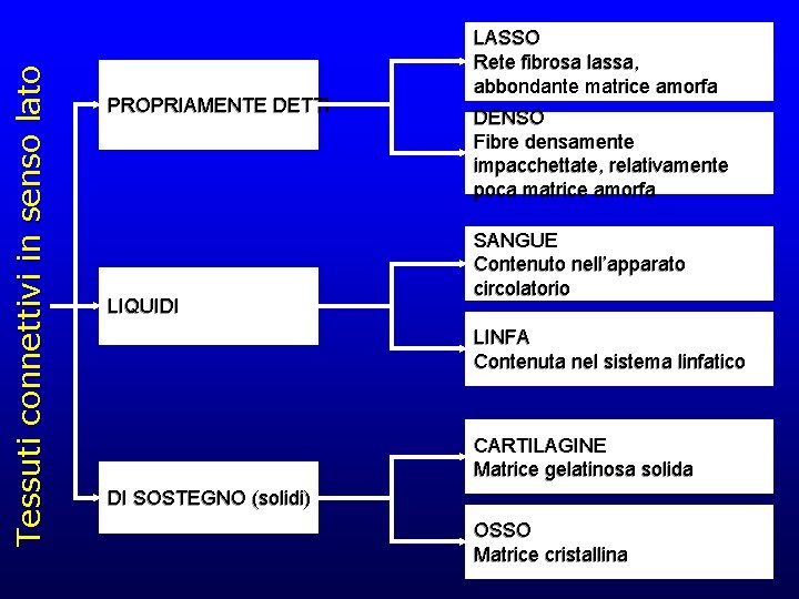 Tessuti connettivi in senso lato PROPRIAMENTE DETTI LIQUIDI LASSO Rete fibrosa lassa, abbondante matrice