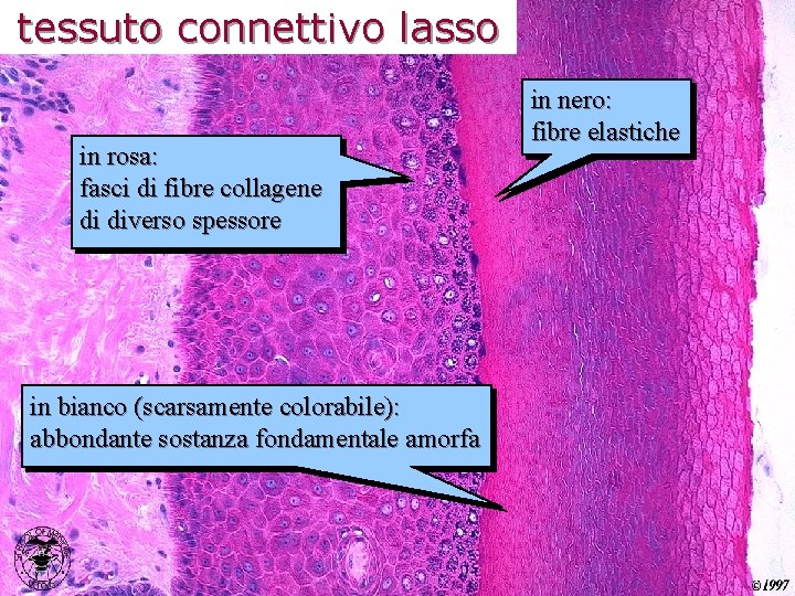 tessuto connettivo lasso in rosa: fasci di fibre collagene di diverso spessore in bianco