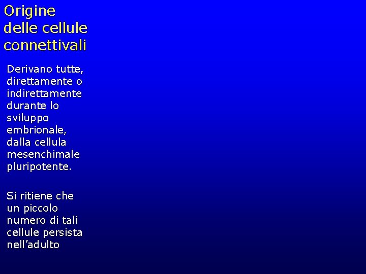 Origine delle cellule connettivali Derivano tutte, direttamente o indirettamente durante lo sviluppo embrionale, dalla