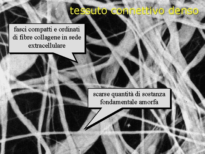 tessuto connettivo denso fasci compatti e ordinati di fibre collagene in sede extracellulare scarse