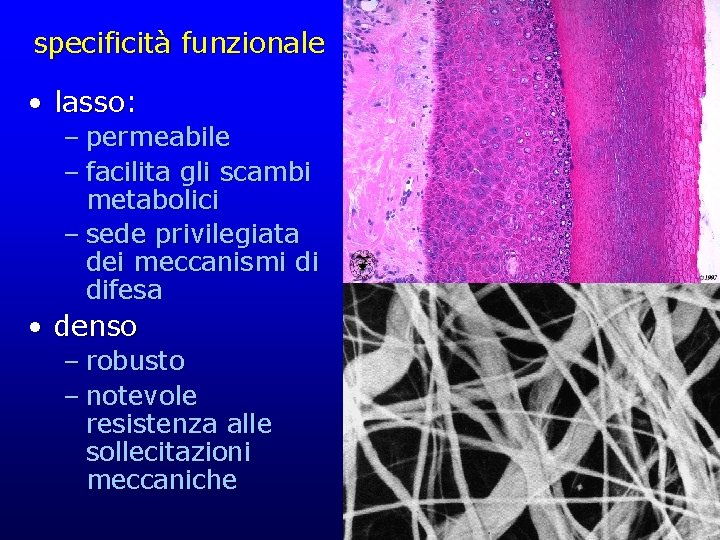 specificità funzionale • lasso: – permeabile – facilita gli scambi metabolici – sede privilegiata