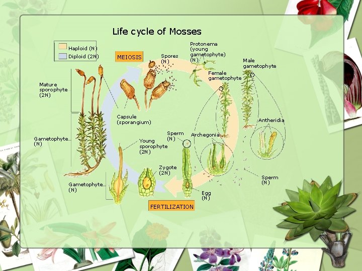 Life cycle of Mosses Haploid (N) Diploid (2 N) Spores (N) MEIOSIS Protonema (young