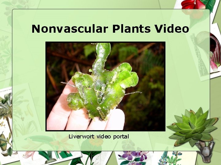 Nonvascular Plants Video Liverwort video portal 
