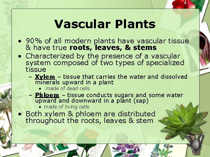Vascular Plants • 90% of all modern plants have vascular tissue & have true