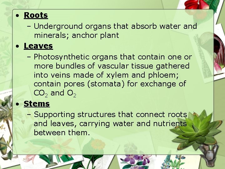  • Roots – Underground organs that absorb water and minerals; anchor plant •