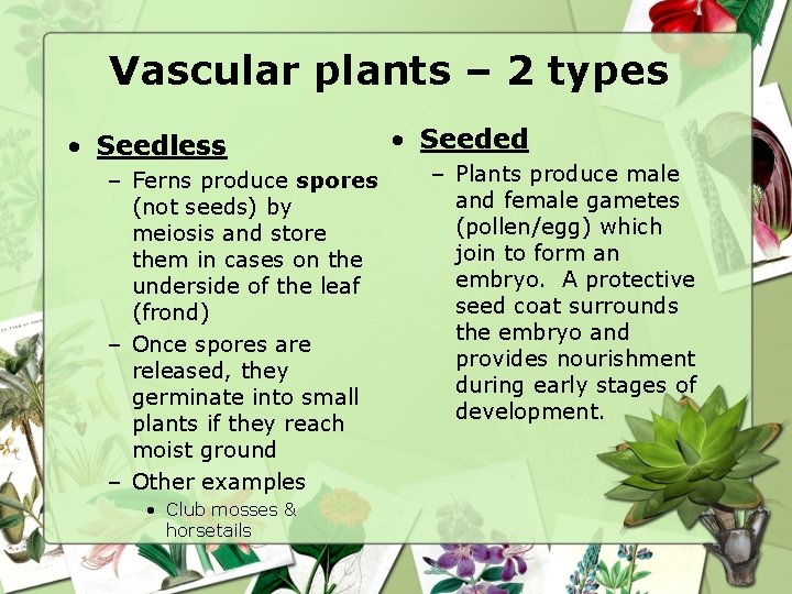 Vascular plants – 2 types • Seedless – Ferns produce spores (not seeds) by