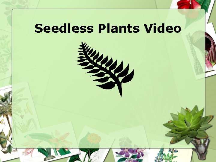 Seedless Plants Video 