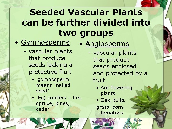 Seeded Vascular Plants can be further divided into two groups • Gymnosperms – vascular