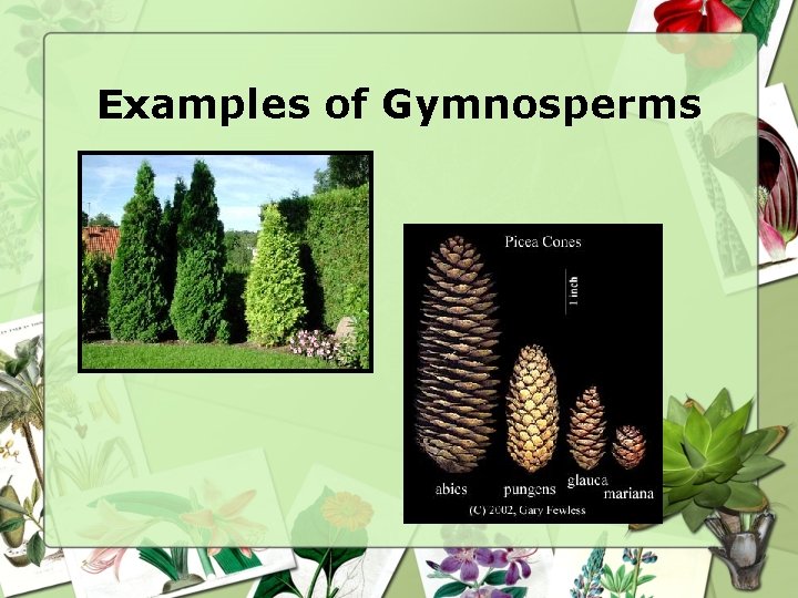 Examples of Gymnosperms 