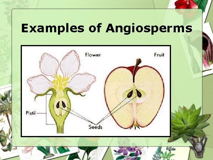 Examples of Angiosperms 