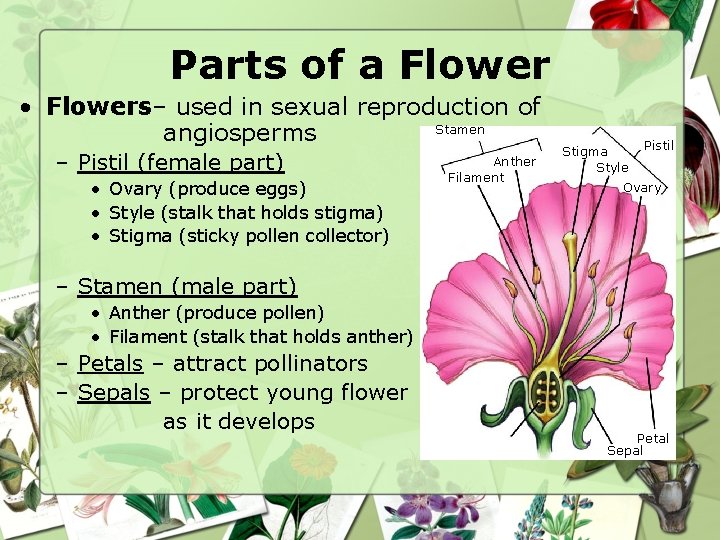 Parts of a Flower • Flowers– used in sexual reproduction of Stamen angiosperms –
