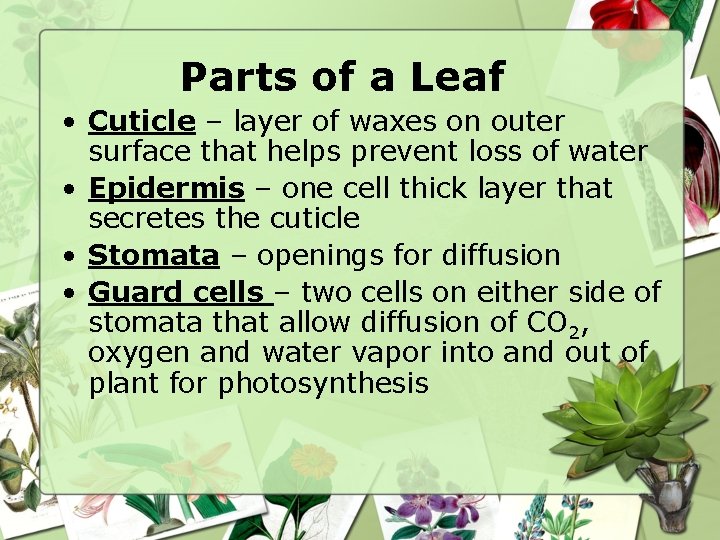 Parts of a Leaf • Cuticle – layer of waxes on outer surface that