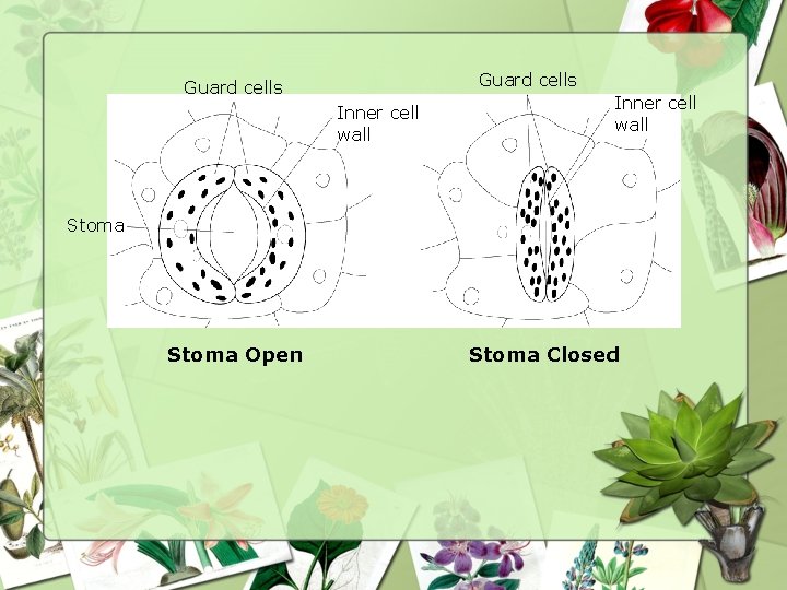Guard cells Inner cell wall Stoma Open Stoma Closed 