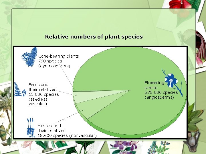 Relative numbers of plant species Cone-bearing plants 760 species (gymnosperms) Ferns and their relatives