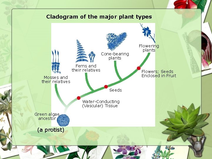 Cladogram of the major plant types Cone-bearing plants Ferns and their relatives Flowers; Seeds