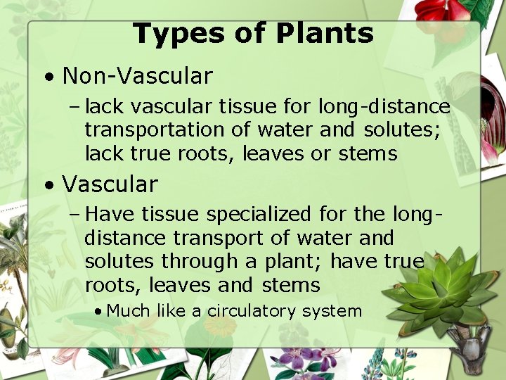 Types of Plants • Non-Vascular – lack vascular tissue for long-distance transportation of water