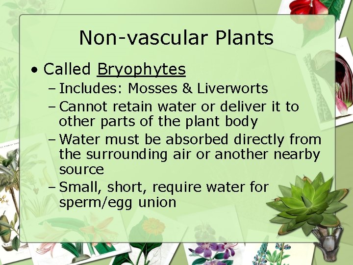 Non-vascular Plants • Called Bryophytes – Includes: Mosses & Liverworts – Cannot retain water