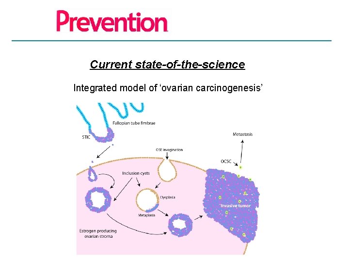 Current state-of-the-science Integrated model of ‘ovarian carcinogenesis’ 