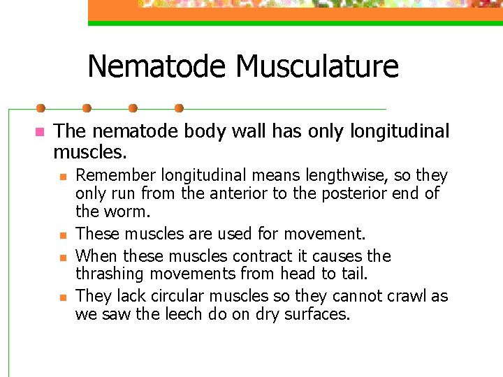 Nematode Musculature n The nematode body wall has only longitudinal muscles. n n Remember Nematode Musculature n The nematode body wall has only longitudinal muscles. n n Remember