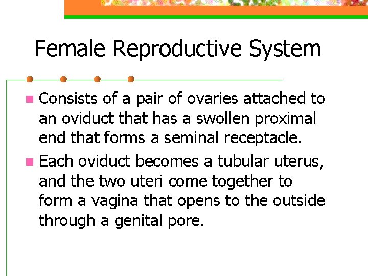 Female Reproductive System Consists of a pair of ovaries attached to an oviduct that