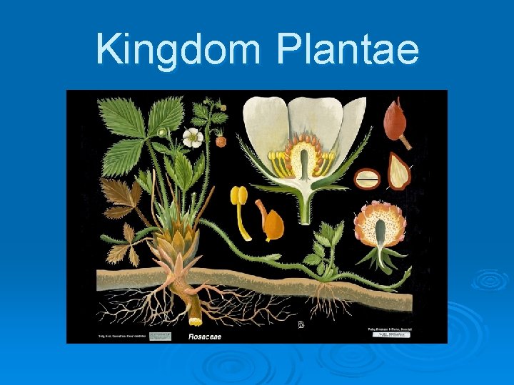 Kingdom Plantae 