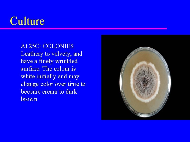 Culture At 25 C: COLONIES Leathery to velvety, and have a finely wrinkled surface.