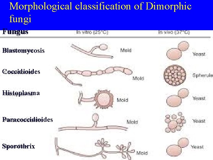 Morphological classification of Dimorphic fungi Fungus Blastomycosis Coccidioides Histoplasma Paracoccidioides Sporothrix 
