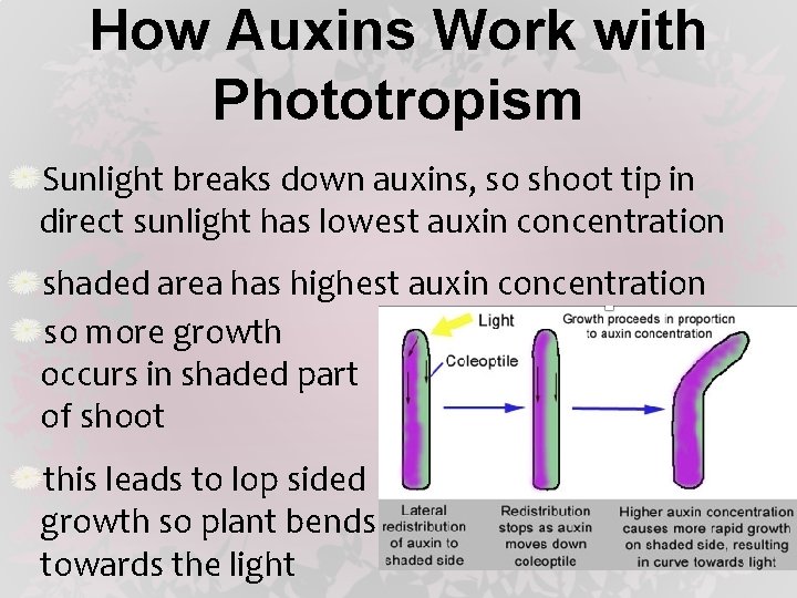 How Auxins Work with Phototropism Sunlight breaks down auxins, so shoot tip in direct