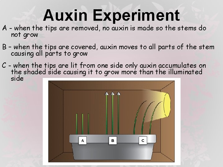 Auxin Experiment A - when the tips are removed, no auxin is made so
