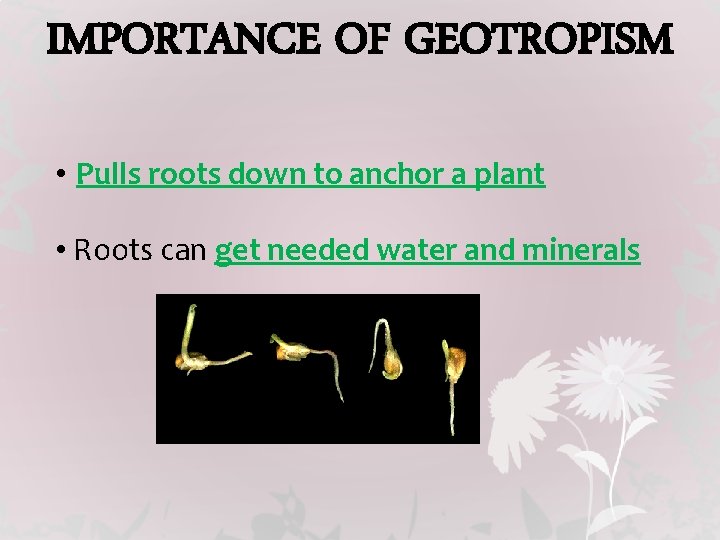 IMPORTANCE OF GEOTROPISM • Pulls roots down to anchor a plant • Roots can