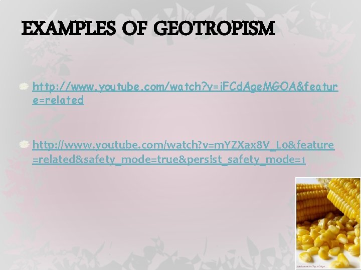 EXAMPLES OF GEOTROPISM http: //www. youtube. com/watch? v=i. FCd. Age. MGOA&featur e=related http: //www.