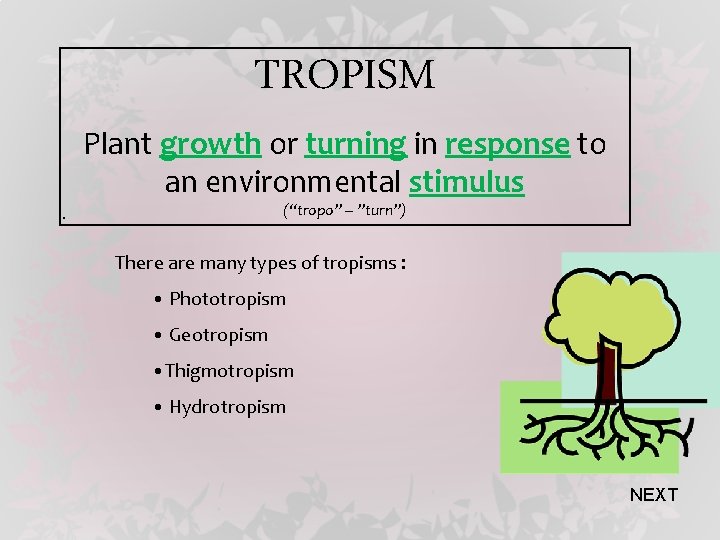 TROPISM Plant growth or turning in response to an environmental stimulus (“tropo” – ”turn”)
