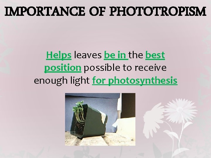 IMPORTANCE OF PHOTOTROPISM Helps leaves be in the best position possible to receive enough