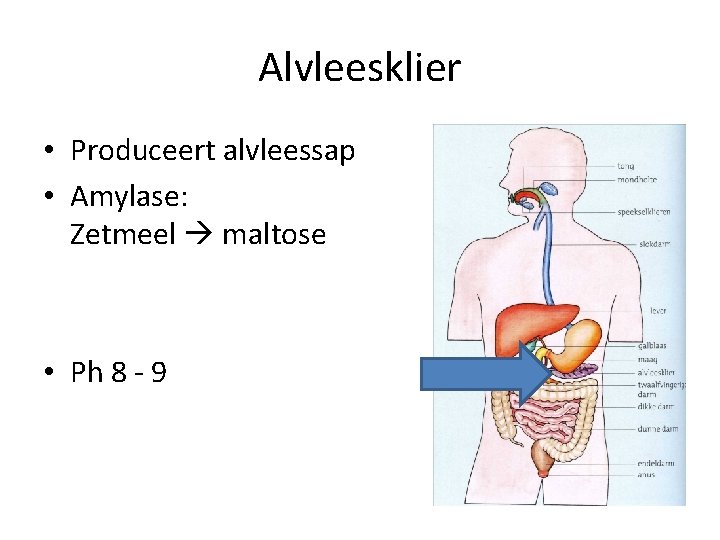 Alvleesklier • Produceert alvleessap • Amylase: Zetmeel maltose • Ph 8 - 9 