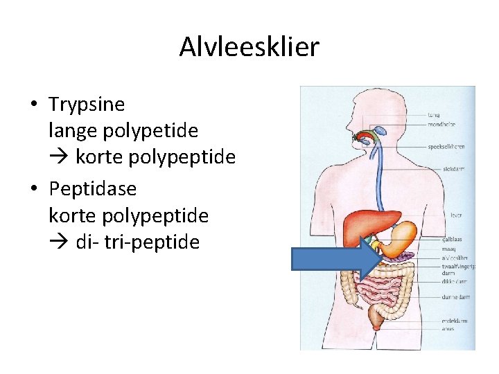 Alvleesklier • Trypsine lange polypetide korte polypeptide • Peptidase korte polypeptide di- tri-peptide 