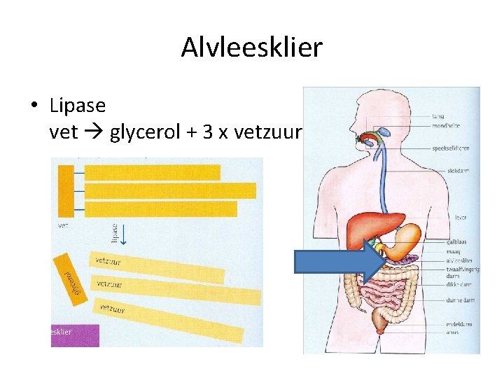 Alvleesklier • Lipase vet glycerol + 3 x vetzuur 