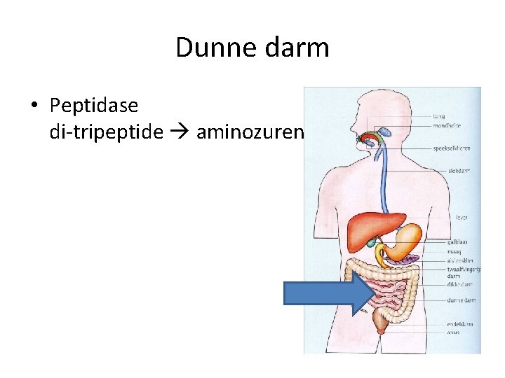 Dunne darm • Peptidase di-tripeptide aminozuren 