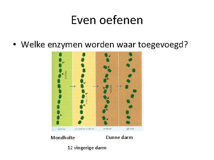 Even oefenen • Welke enzymen worden waar toegevoegd? Mondholte Dunne darm 12 vingerige darm