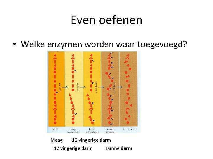 Even oefenen • Welke enzymen worden waar toegevoegd? Maag 12 vingerige darm Dunne darm