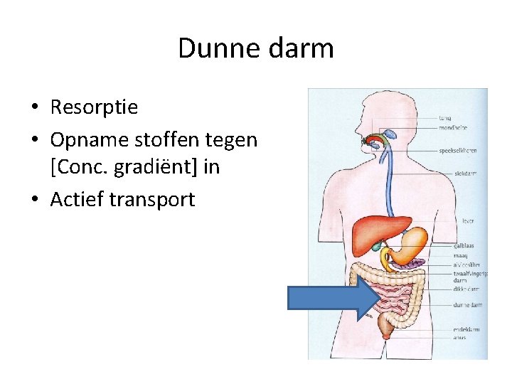 Dunne darm • Resorptie • Opname stoffen tegen [Conc. gradiënt] in • Actief transport