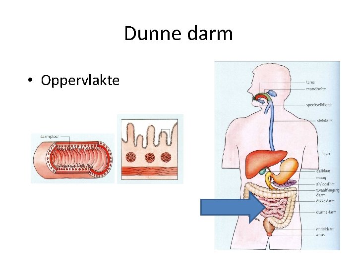 Dunne darm • Oppervlakte 