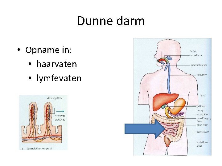 Dunne darm • Opname in: • haarvaten • lymfevaten 