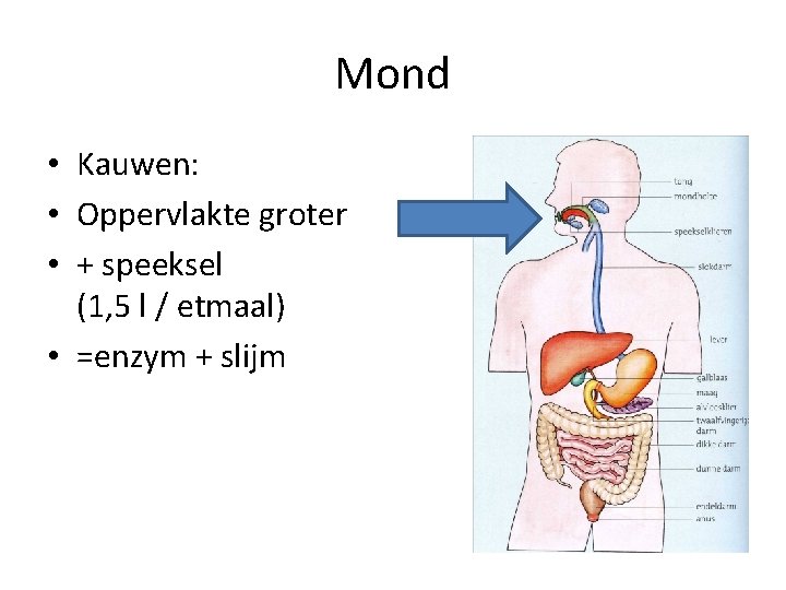 Mond • Kauwen: • Oppervlakte groter • + speeksel (1, 5 l / etmaal)