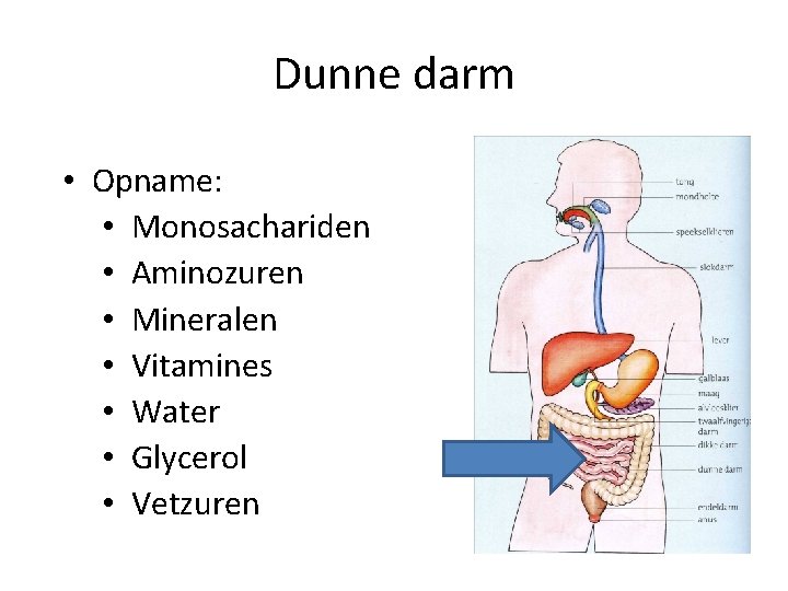 Dunne darm • Opname: • Monosachariden • Aminozuren • Mineralen • Vitamines • Water