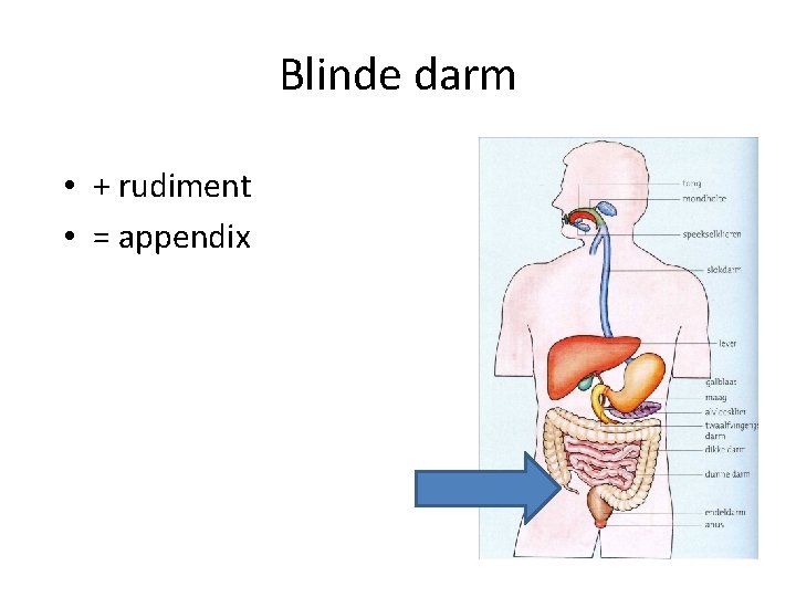 Blinde darm • + rudiment • = appendix 