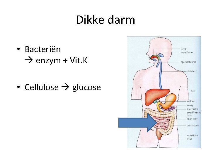 Dikke darm • Bacteriën enzym + Vit. K • Cellulose glucose 