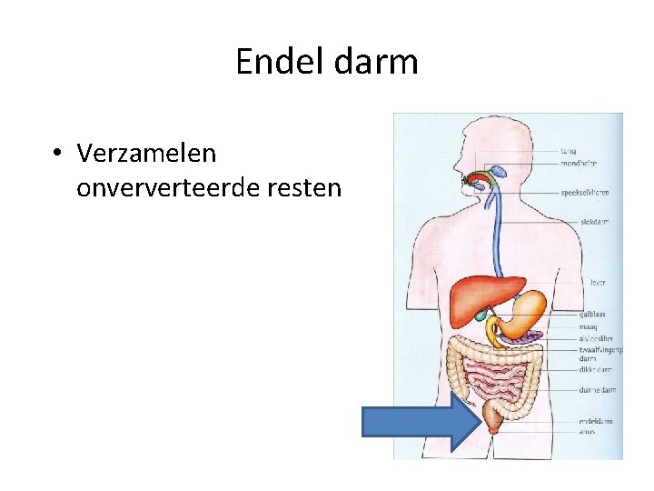 Endel darm • Verzamelen onververteerde resten 