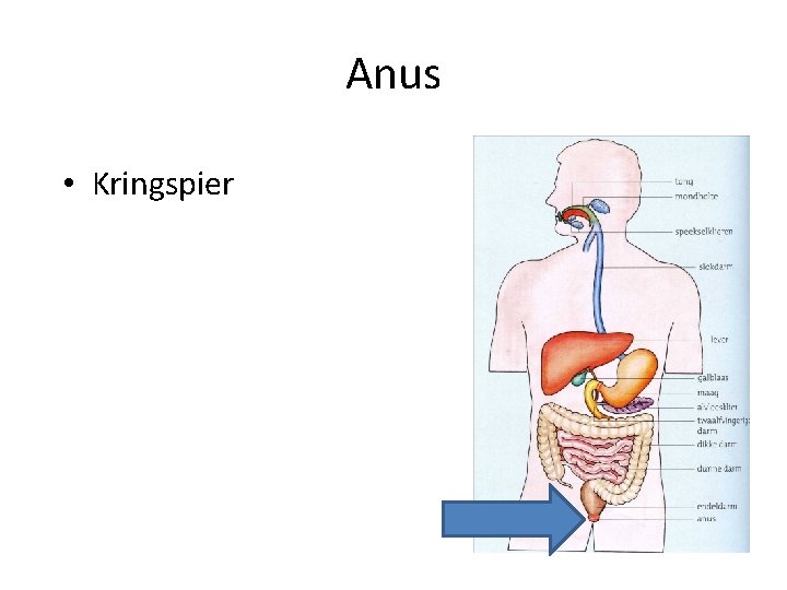 Anus • Kringspier 